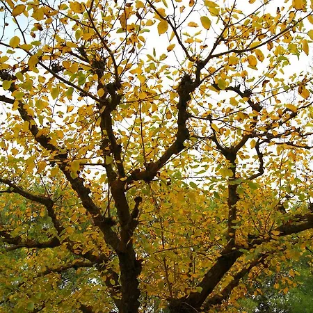 Lago Resort Kompleks wypoczynkowy *