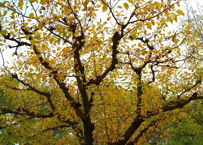 Lago Resort Ferienpark *